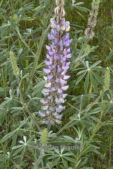 lupinus albicaulis 2 graphic